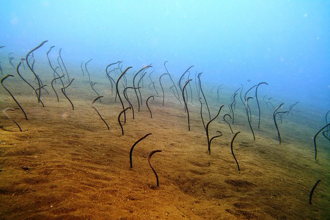 Bali Scuba Diving trip at Tulamben for Certified Diver - Who will get the most from this day