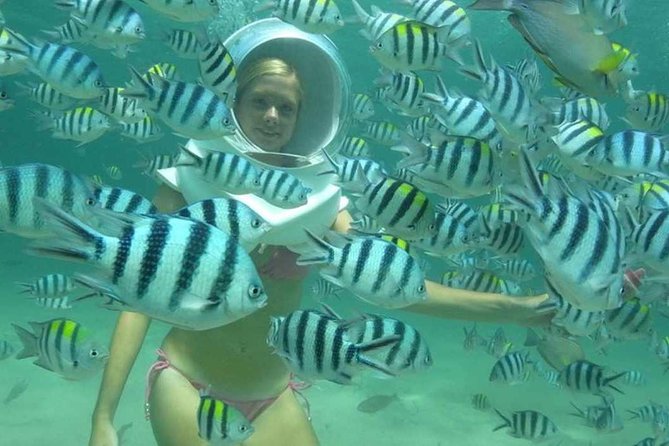 Bali Sea Walking Experience - Fish, feeding, and the artificial reef route