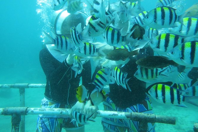 Bali Sea Walking Experience - A closer look at the Tanjung Benoa schedule
