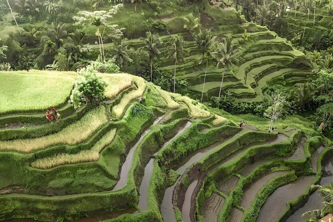 Bali Shore Excursions : Best of Bali Tour - The private car, driver, and pace