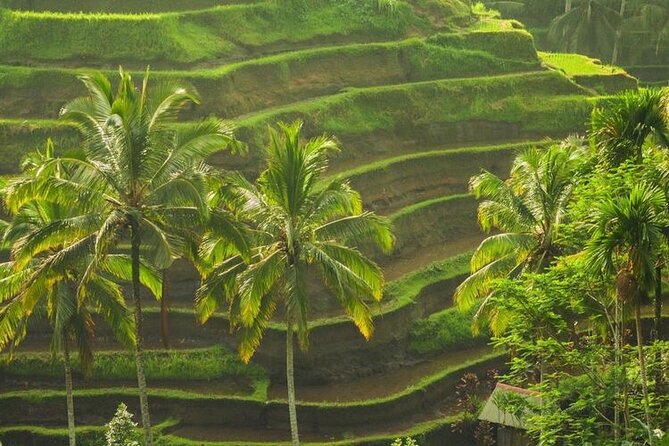 Bali Sightseeing - Satria Agrowisata and the coffee tasting stop