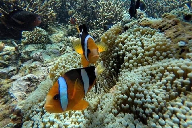 Bali Snorkeling 2 Spot at Blue Lagoon with Lunch & Transport - What the private format really adds