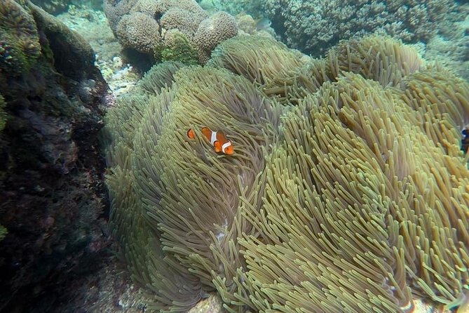 Bali Snorkeling 2 Spot at Blue Lagoon with Lunch & Transport - Lunch, equipment, and the value of $19