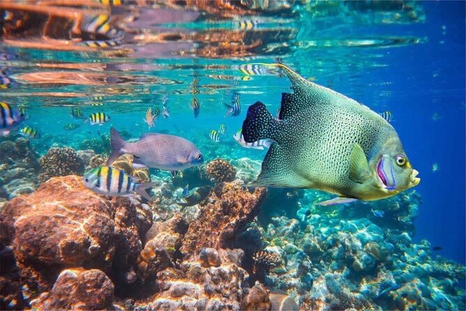 Bali Snorkeling 2 Spot at Blue Lagoon with Lunch & Transport - What the strongest praise tells you