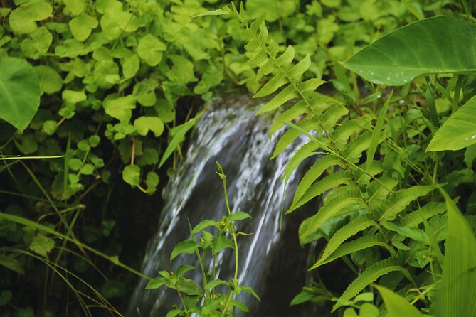 Bali Spiritual: Blessing Ceremony, Pristine Nature and Transfer - A Garden Walk With Flowers, Herbs, and Rindik Music