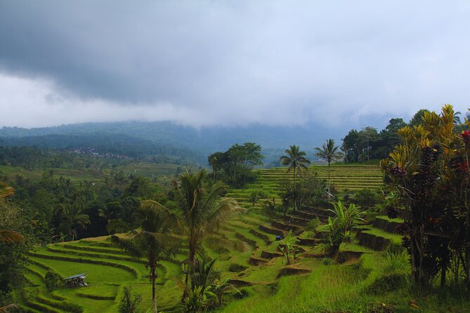 Bali Spiritual: Blessing Ceremony, Pristine Nature and Transfer - Farming, Animals, and Stingless Trigona Bees
