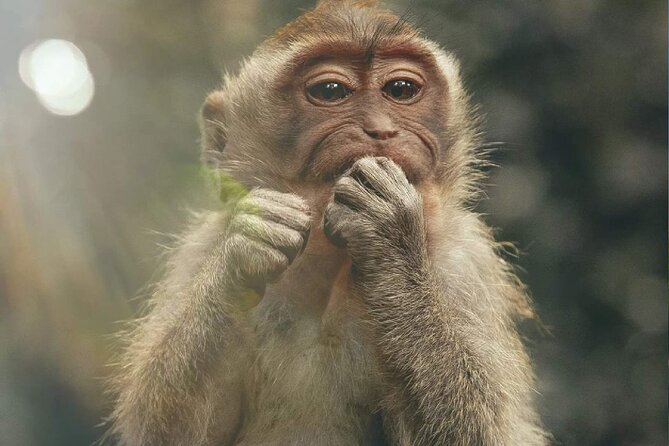Bali Swing, Monkey Forest and Waterfall Private Tour - What the $24.65 price really covers