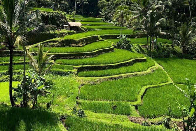 Bali Swing, Monkey Forest and Waterfall Private Tour - Tibumana Waterfall for a quieter swim