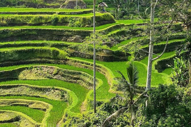 Bali Swing, Monkey Forest and Waterfall Private Tour - How the private transport changes the day