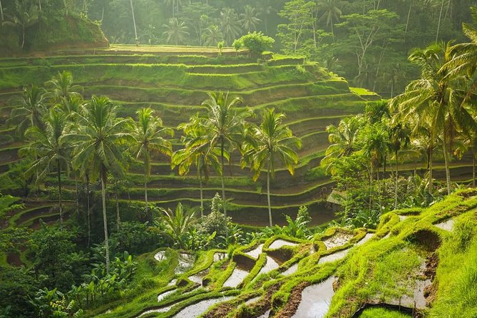 Bali Tribal Private Tour - Experience the best of Ubud, Bali - Why this private Ubud route works