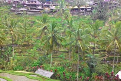 Bali Ubud & Kintamani Volcano Tour -All Inclusive