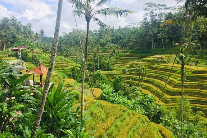 Bali Ubud Tour - Why this private Ubud day works well