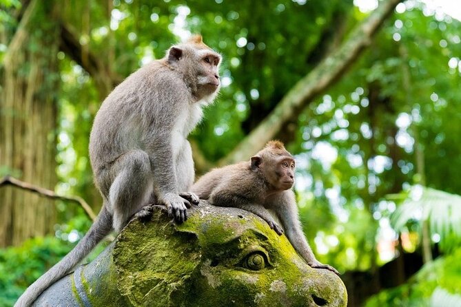 Bali Ubud Tour: Monkey Forest, Waterfall & Rice Terrace - Why this Ubud day tour works