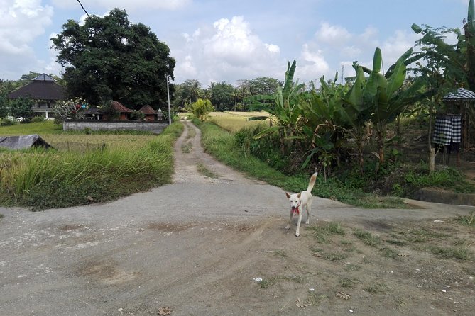 Balinese Cooking Class at Organic Farm - Key points to know before you book
