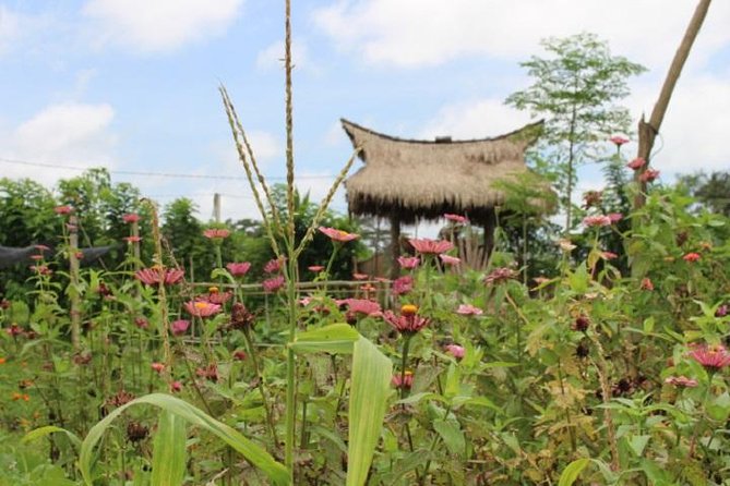 Balinese Cooking Class at Organic Farm - Walking the farm and learning about the Subak system
