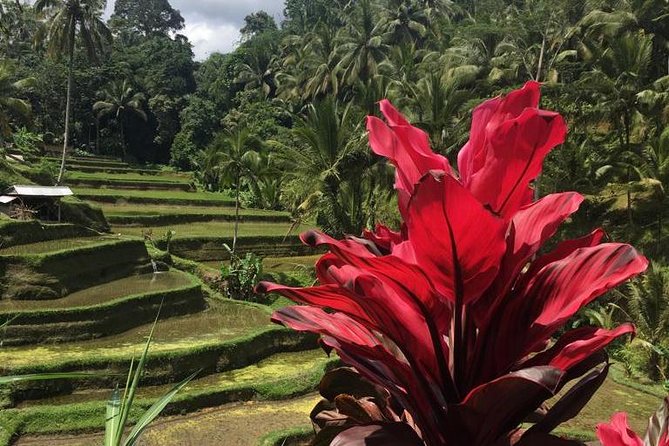 Balinese Life Style Tour - Tegalalang Rice Terrace and the shape of Balinese farming