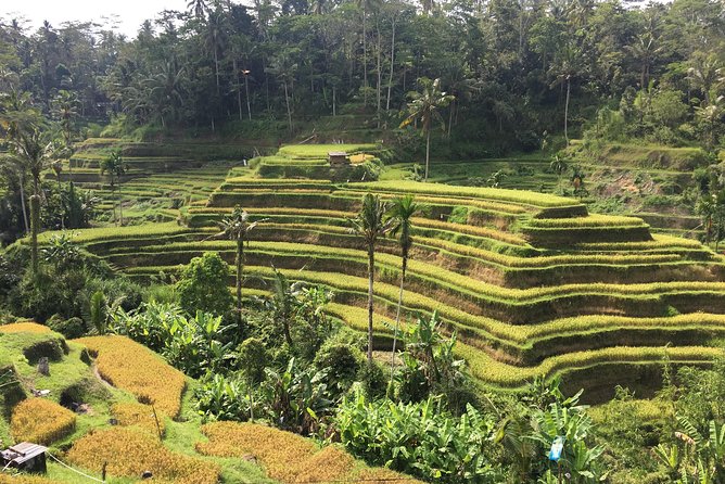 Balinese Life Style Tour - Kintamani and the Mount Batur volcano view