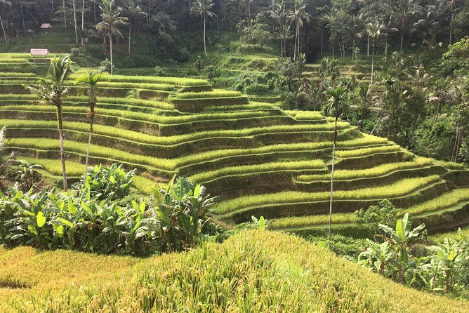Balinese Life Style Tour - Segara Windhu Coffee Plantations and a slower finish