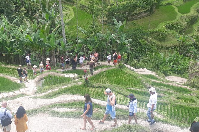 Batur Volcano Sunrise Trekking, Rice Teracce & Bali Coffee Plantation Tour - The 1:00 a.m. pickup sets the tone