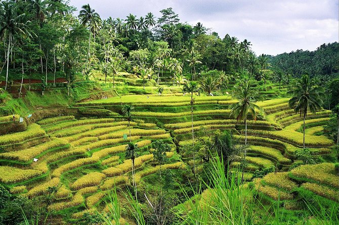 Beauty Of West Bali Tour (Private and All Inclusive) - Lunch, coffee, and what all-inclusive means here