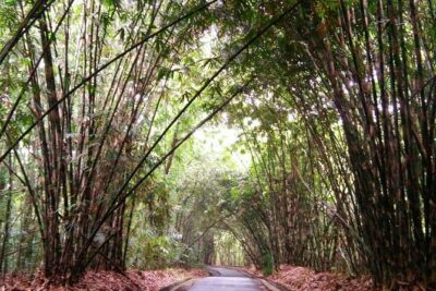 Besakih Temple Tour – Traditional Bali Village – All Inclusive