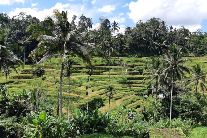 Best Bali Ubud Full Day All-Inclusive Private Tour - Why this private Ubud day works well from Kuta
