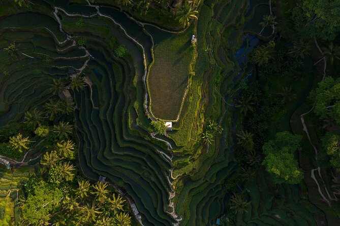 Best Day Tour - #1 Ubud Top Attraction - Key Points at a Glance