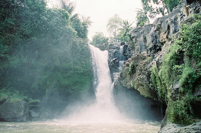 Best Day Tour - #1 Ubud Top Attraction - Sacred Monkey Forest Sanctuary, One Hour Among 1,200 Monkeys
