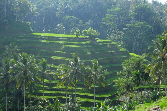 Best of Bali Private Shore Excursions - Tegalalang Rice Terrace in a 30-minute walk