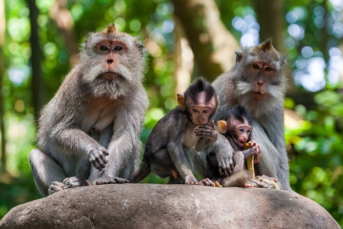 Best of Ubud 1-Day Private Tour - Ubud Market and Palace, your independent town time