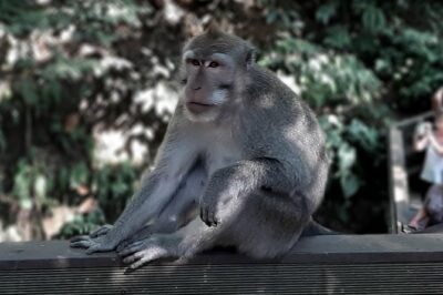 Best of Ubud – All Inclusive