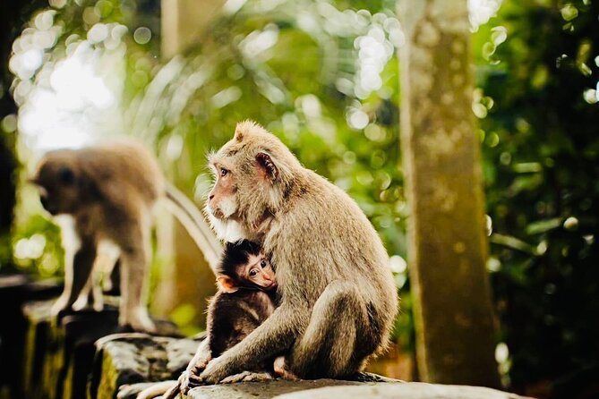 Best of Ubud: All-Inclusive Private Tour with Local Guide - Lunch at Pangkon Bali Resto & Agrotourism