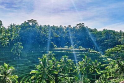 Best of Ubud – Full day Tour + FREE WI-FI