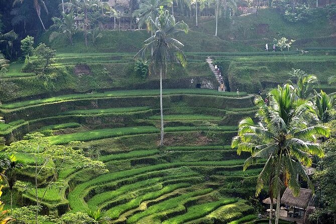 Best Of Ubud Private Day Tour With Local Guide - Why this route works for a first Ubud visit
