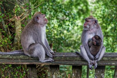 Best Of Ubud Private Day Tour With Local Guide