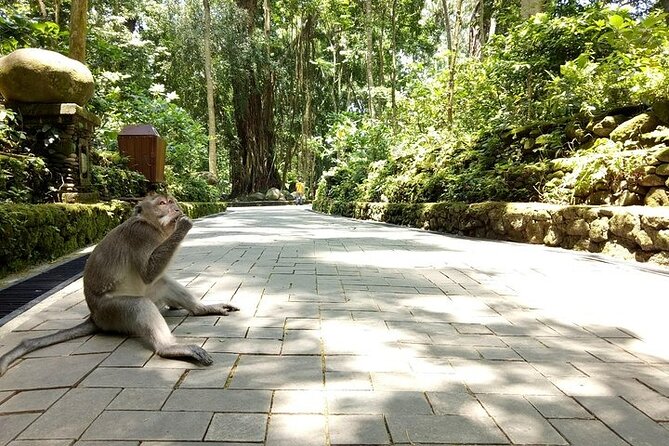 Best of Ubud Private Tour with Jungle Swing Experience - d’Alas Swing supplies the day’s big photo moment