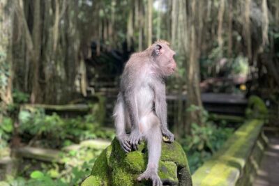 Best of Ubud Sightseeing Private All Inclusive Tour