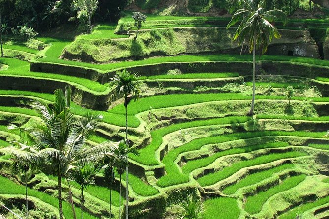 Best Of Ubud Tours - Five things to know before booking