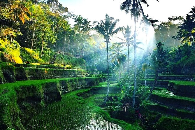Best of Ubud - Ubud Tour Popular - All Inclusive - Tegalalang Rice Terrace: Balinese farming in view
