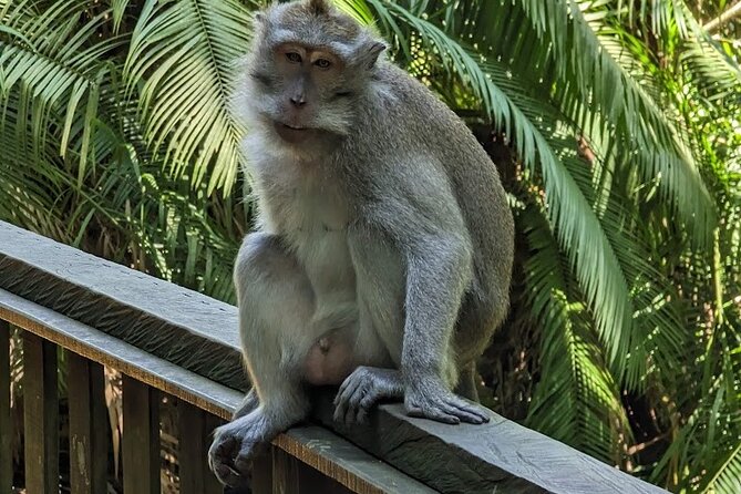 Best of Ubud Village Private Tour with Jungle Swing All Inclusive - Why this private Ubud day works