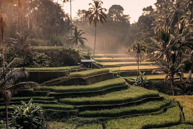 Best of Ubud Waterfalls, Tegalalang Rice Terrace and Swing Tour - Why This Route Works for a Full Day in Ubud