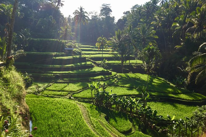 Best of Ubud Waterfalls, Tegalalang Rice Terrace and Swing Tour - Tibumana Waterfall, Palm Trees, and a Classic Cascade
