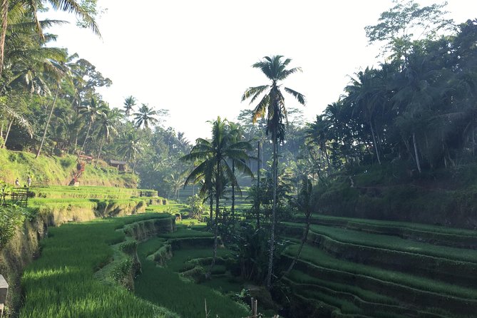 Best of Ubud Waterfalls, Tegalalang Rice Terrace and Swing Tour - Guides, Cars, and the Human Side of the Day