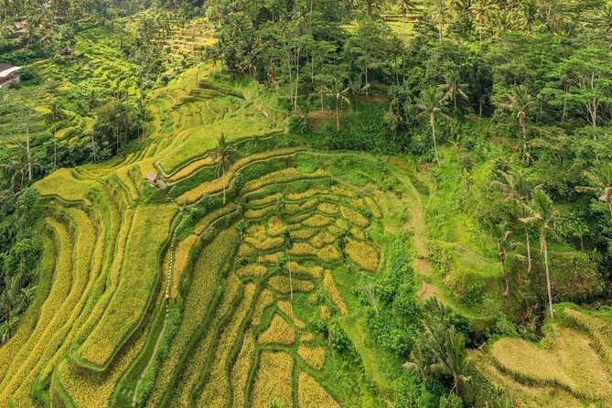 Best of Ubud: Waterfalls, Temple & Rice Terraces Private Day Tour - Tirta Empul Temple and the holy spring