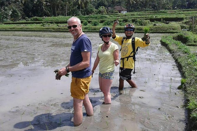 Bike ride in the rice fields, Bali countryside - Rice Fields, Mountain Views, and Farm Work