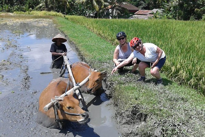 Bike ride in the rice fields, Bali countryside - A Fresh Coconut Under the Shade