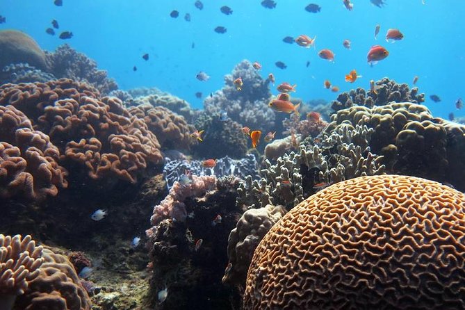 Bloo Lagoon Snorkeling East Bali Includes Transportation & Lunch - Lunch, showers, and the practical break