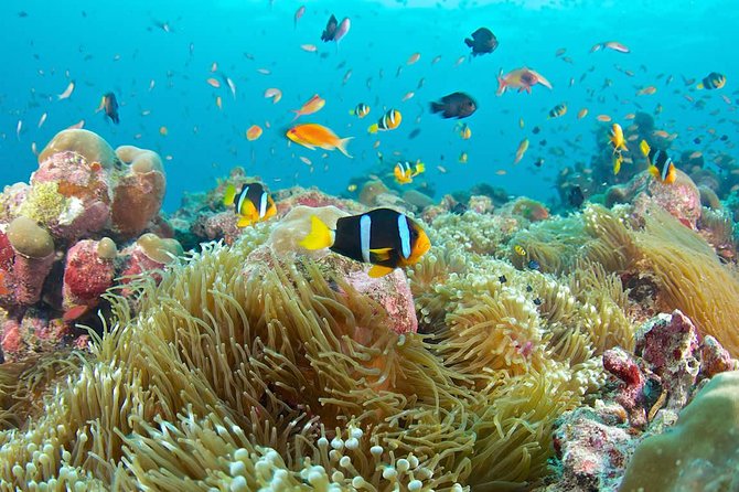 Bloo Lagoon Snorkeling East Bali Includes Transportation & Lunch - Four hours at Blue Lagoon Beach
