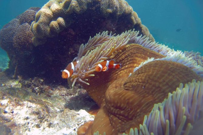 Blue Lagoon Bali Snorkeling Experience - Is $45.45 a fair price?