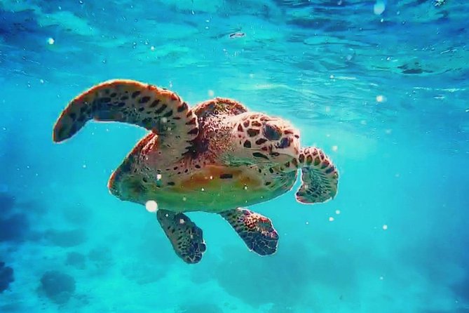 Blue Lagoon Bali Snorkeling Experience - Blue Lagoon: pretty water, real currents